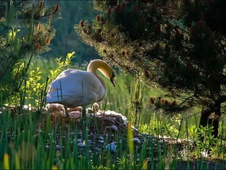 Beautiful  swan