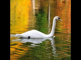 Beautiful  swan