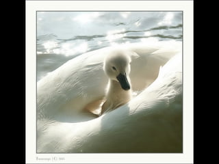 Beautiful  swan
