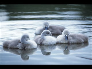 Beautiful  swan