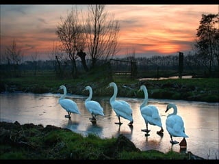 Beautiful  swan