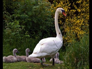 Beautiful  swan