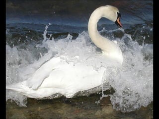 Beautiful  swan