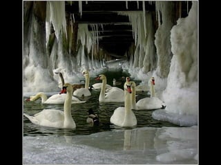 Beautiful  swan
