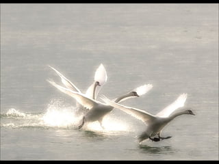 Beautiful  swan
