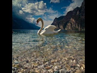 Beautiful  swan