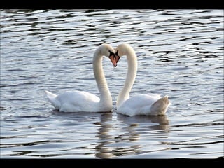 Beautiful  swan