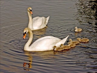 Beautiful  swan