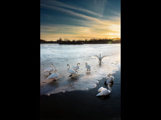 Beautiful  swan