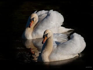 Beautiful  swan