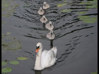 Beautiful  swan