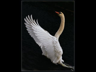 Beautiful  swan