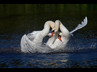 Beautiful  swan