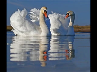 Beautiful  swan