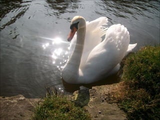Beautiful  swan