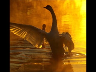 Beautiful  swan