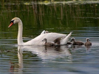 Beautiful  swan