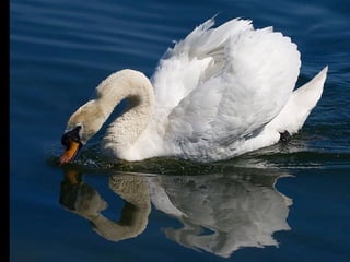 Beautiful  swan