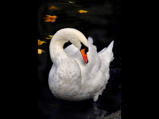 Beautiful  swan