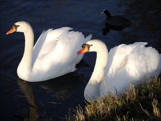 Beautiful  swan