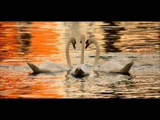 Beautiful  swan
