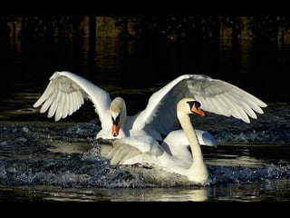 Beautiful  swan