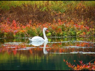 Beautiful  swan