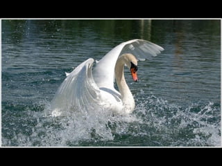 Beautiful  swan