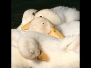 Beautiful  swan