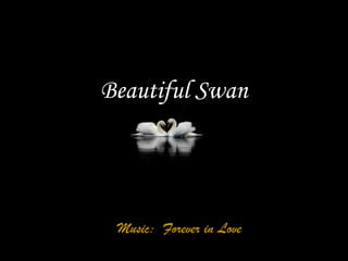 Beautiful Swan

     由 tsaidr



 Music: Forever in Love
 