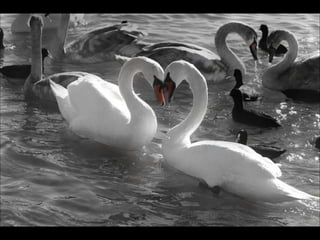 Beautiful  swan
