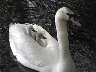 Beautiful  swan