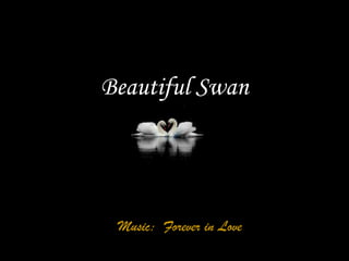 Beautiful Swan
由 tsaidr

Music: Forever in Love

 