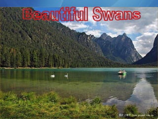 Beautiful Swans 