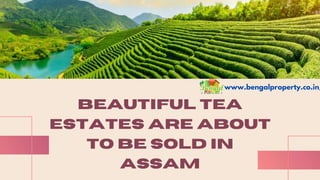 BEAUTIFUL TEA
ESTATES ARE ABOUT
TO BE SOLD IN
ASSAM
www.bengalproperty.co.in/
 