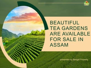 BEAUTIFUL
TEA GARDENS
ARE AVAILABLE
FOR SALE IN
ASSAM
presented by Bengal Property
 