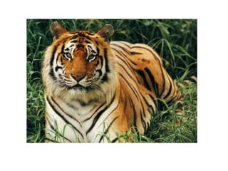 Bangle tiger  