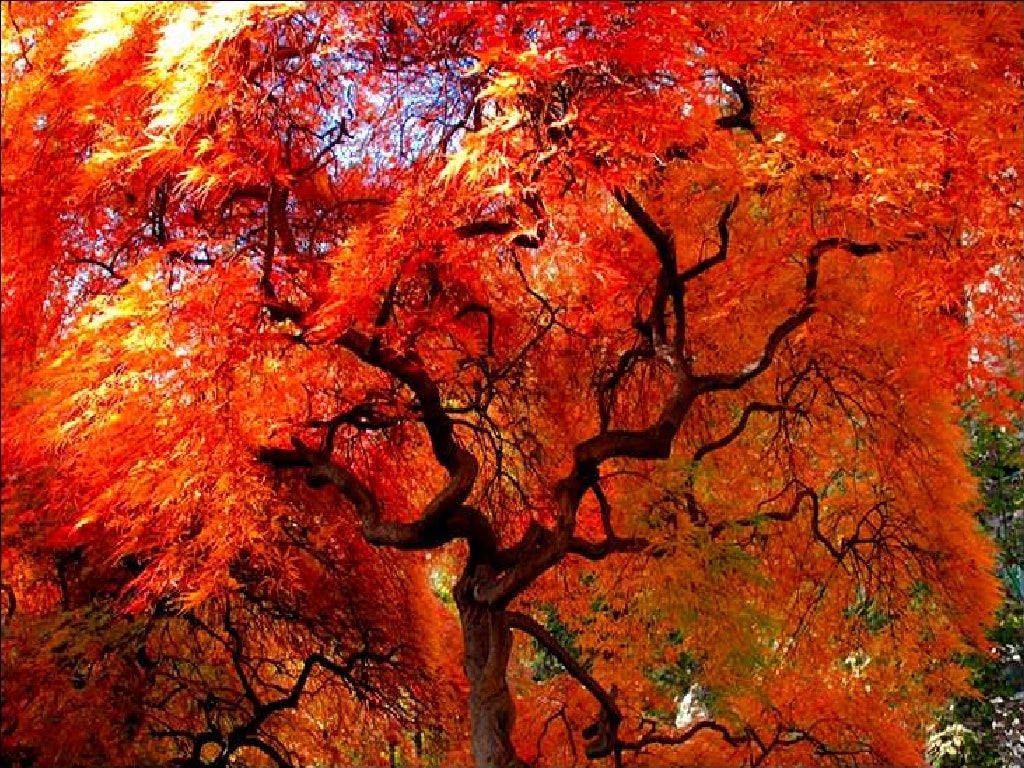 Beautiful trees in japan