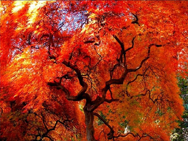 Beautiful trees in japan