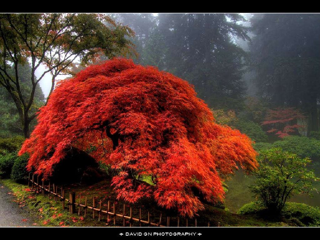 Beautiful trees in japan