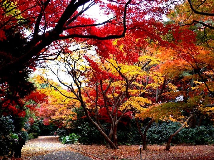 Beautiful trees in japan