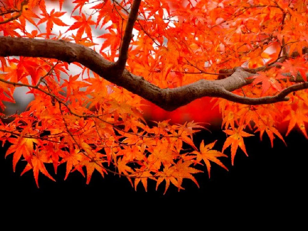 Beautiful trees in japan