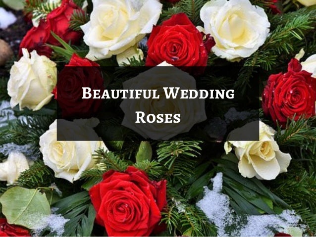 Order Fresh And Farm Picked Wedding Roses In Bulk