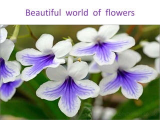 Beautiful  world  of  flowers 