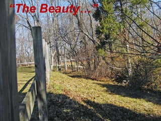 The Beauty
 
