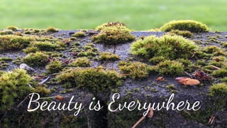 Beauty is Everywhere
 