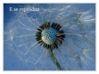 E se reproduz 