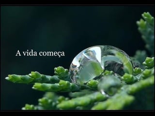 A vida começa 
