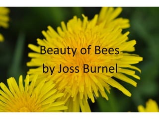 Beauty of Bees by Joss Burnel 