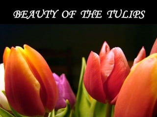 BEAUTY OF THE TULIPS

 